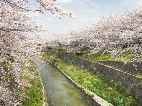 名古屋山崎川桜2