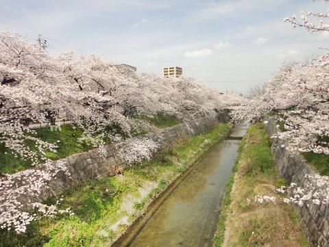 名古屋山崎川桜1