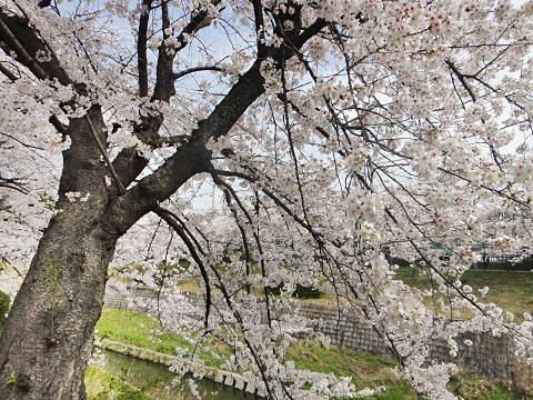 名古屋山崎川桜4