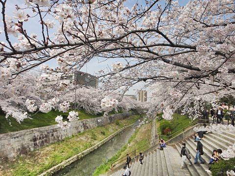 名古屋山崎川桜5