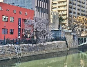 納屋橋桜