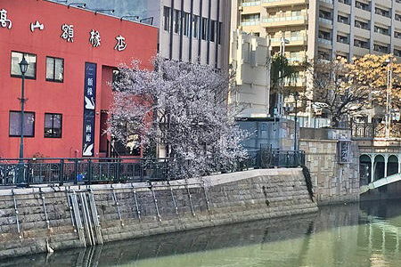 桜🌸が咲いている(名古屋市内納屋橋堀川沿い)1月なのに