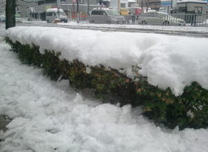 名古屋積雪23センチどえりゃー雪
