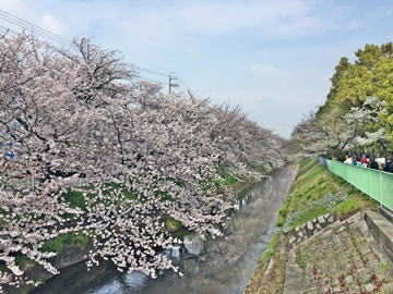 🌸満開花見御用水跡街園に行きました（2016年4月3日）