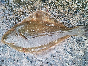 🎣 能登島にカレイ狙いの釣り（2014年12月）