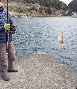 常神半島にカレイキス狙い釣行（2016年3月）