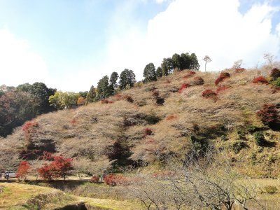 豊田市小原地区の四季桜🌸（2012年11月15日）