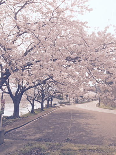 常神桜
