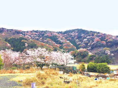 常神神子の山桜