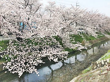 黒川桜022