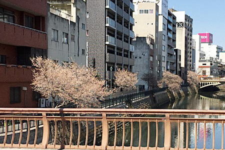 桜🌸が納屋橋堀川沿いに咲いてました（2月27日）