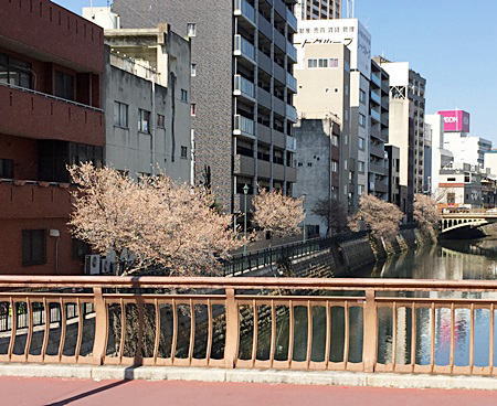 桜咲く納屋橋2月27日