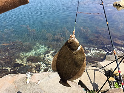 能登島カレイ釣り002