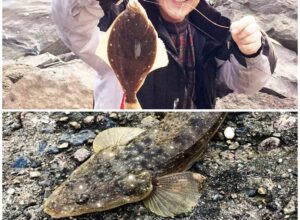 能登島カレイマゴチ魚