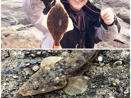 能登島で投げ釣り、カレイ・マゴチ・キスが釣れた、そして和倉温泉へ（11月）