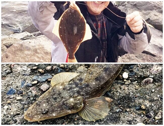 能登島カレイマゴチ魚