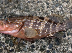 敦賀縄間魚azukimasu10月