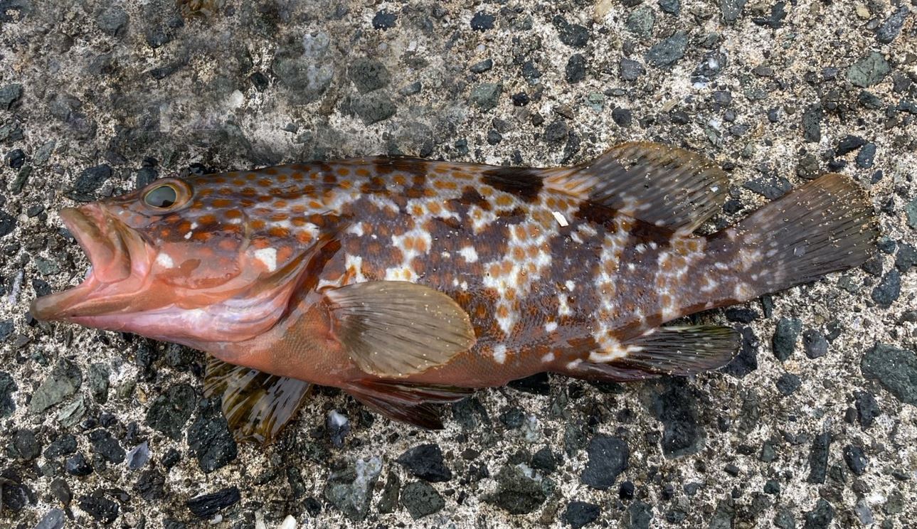 アズキマス（キジハタ）