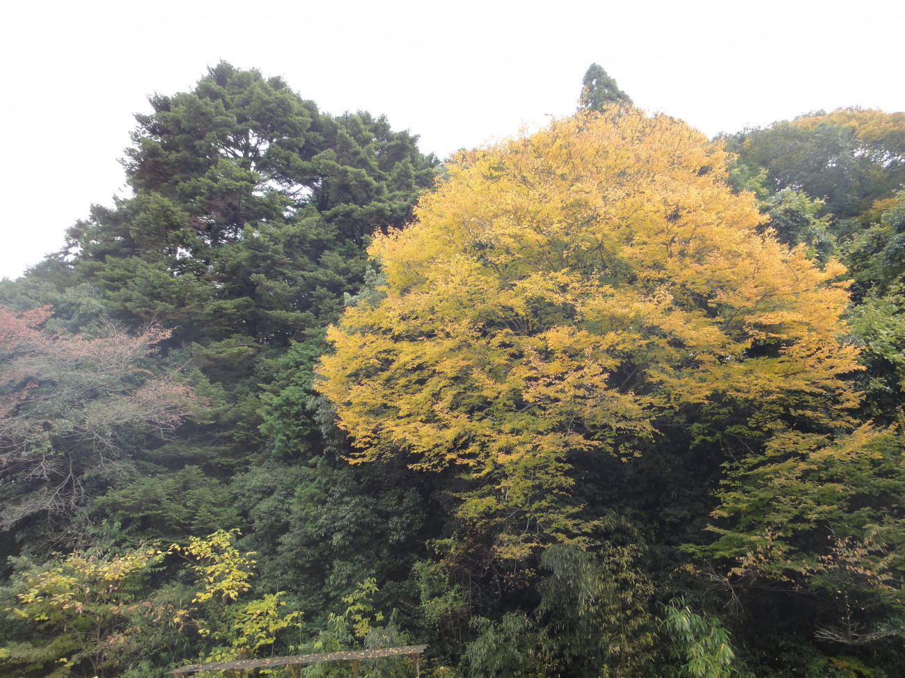 豊田市小原地区の四季桜と紅葉001