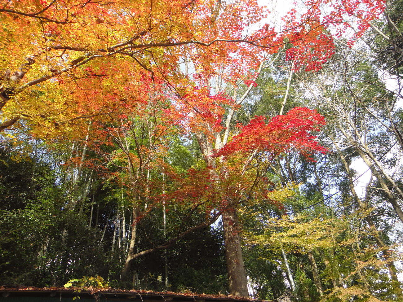 豊田市小原地区の四季桜と紅葉003