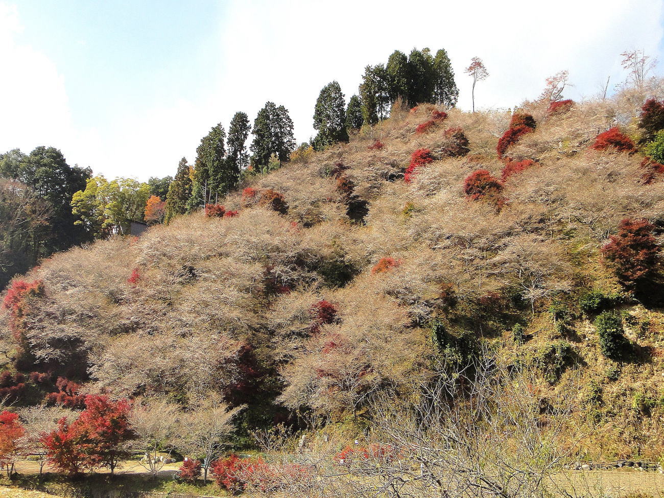 豊田市小原地区の四季桜と紅葉