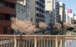 桜咲く納屋橋2月27日