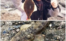 能登島カレイマゴチ魚
